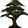 Oak.gif