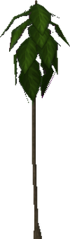 Teak.gif