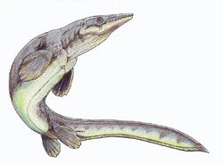 Platecarpus1DB.jpg