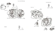Worldmap1stedition