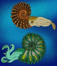 Douvilleiceras Hoplites