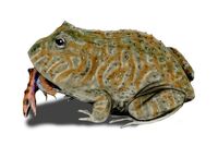 Beelzebufo BW