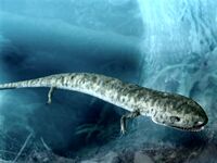 Cardiocephalus BW