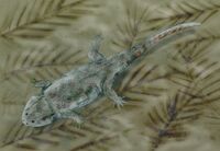 Compsocerops BW