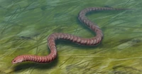 Ophiderpeton BW