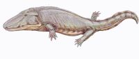 Paracyclotosaurus1DB