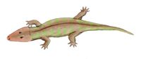 Rhinesuchus BW