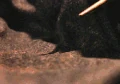 Lacarnum Inflamarae.gif