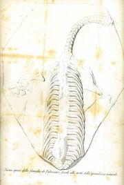 Politecnico-Palaeosaurus