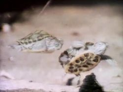 Film.Babyturtle.jpg