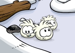 All Puffle Pictures