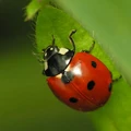 Ladybird.jpg