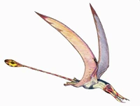 Rhamph DB.jpg
