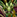 IconSmall DrakonidGreen