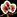 IconSmall Orchid