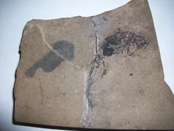 Branchiosaurus Fossil