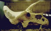 Triceratops-Laramie