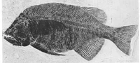 Pic phareodus.jpg