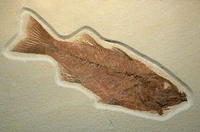 Mioplosus.jpg