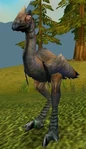 Plainstrider
