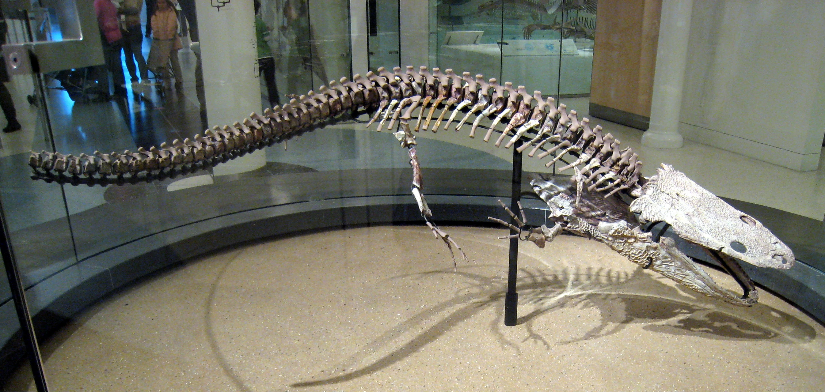 Temnospondyli Fossil Wiki, the paleontology wiki