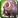 Inv pet sleepywilly