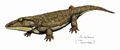Acheloma 12DB.jpg