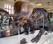 Triceratops horridus