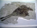 Thumbnail for version as of 00:31, March 19, 2009