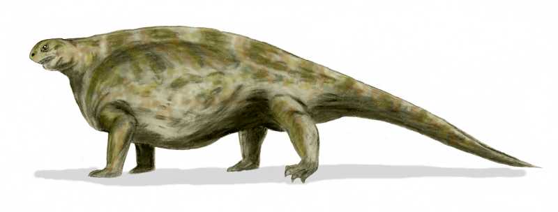 List Of Pelycosaurs - Fossil Wiki, The Paleontology Wiki