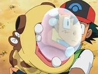 EP513 Hippopotas usando bostezo
