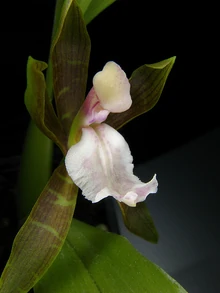 Aspasia psittacina