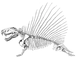 Dimetrodon skeletal1.jpg