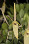 Barbosella dusenii