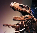 Herrerasaurus 1.jpg