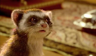 Pantalaimon His Dark Materials / The Golden Compass Wiki