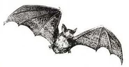 SOG Bat Familiar