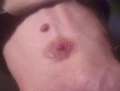Nipples.jpg