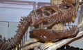 Afrovenator skull aus.jpg