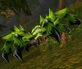 Giant Moss Creeper.jpg