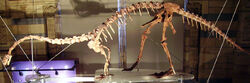 Massospondylus 1 NHM2