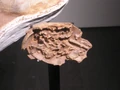 Dino eggP9240092.JPG