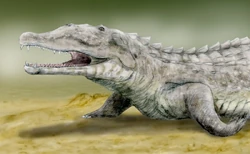 Smilosuchus BW