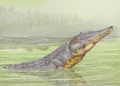 Machaeroprosopus21DB.jpg