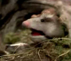Opossum