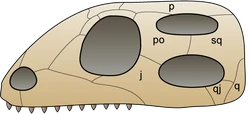 Skull diapsida 1.png