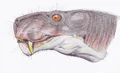 Aelur tigriceps1DB.jpg