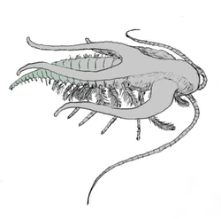 Marrella