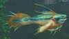 Frostfin