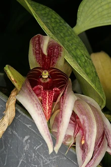 Bulb reticulatum